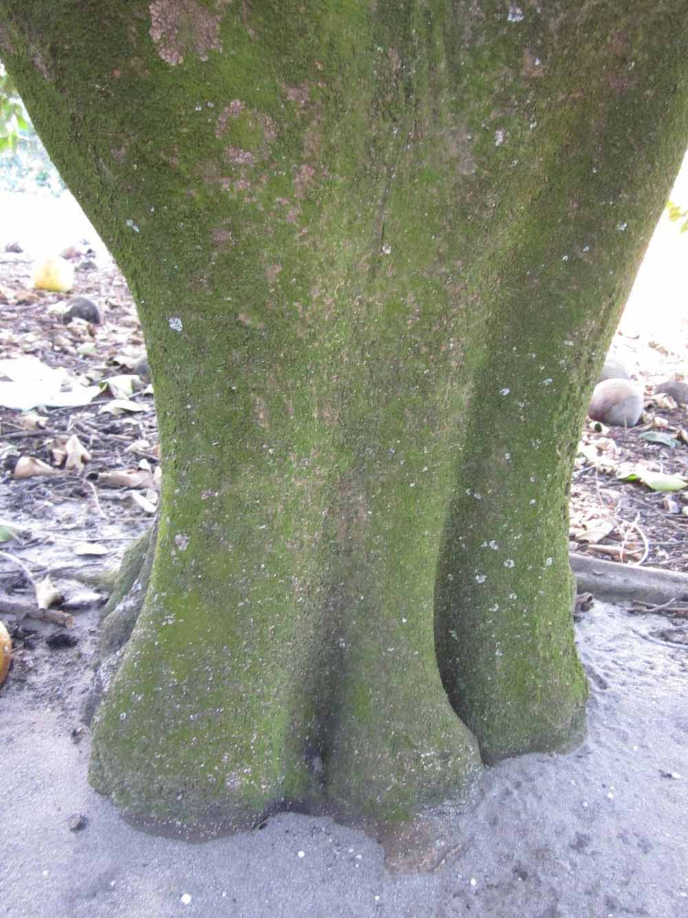              Bark (Winter Haven, FL)       